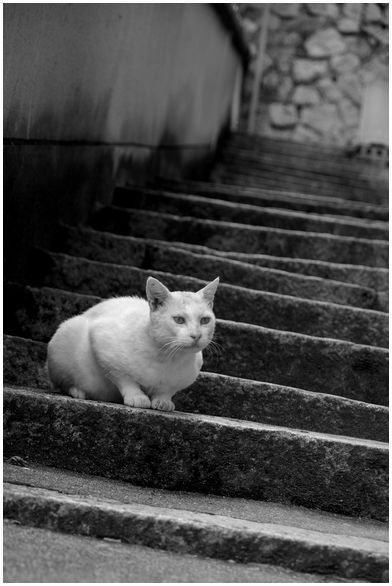 階段と猫.JPG